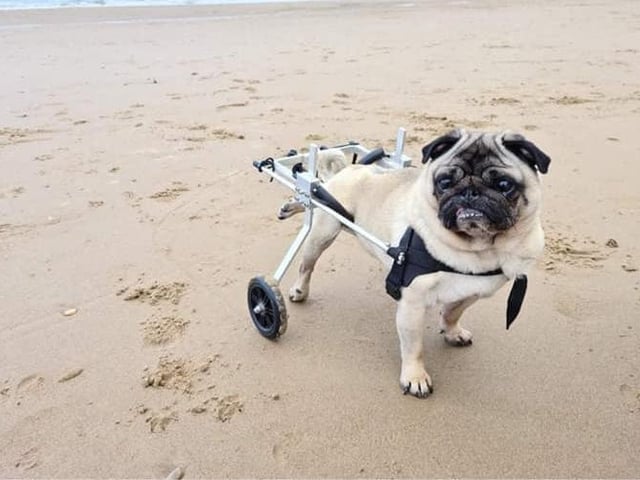 A trip to the seaside for Eric the pug.