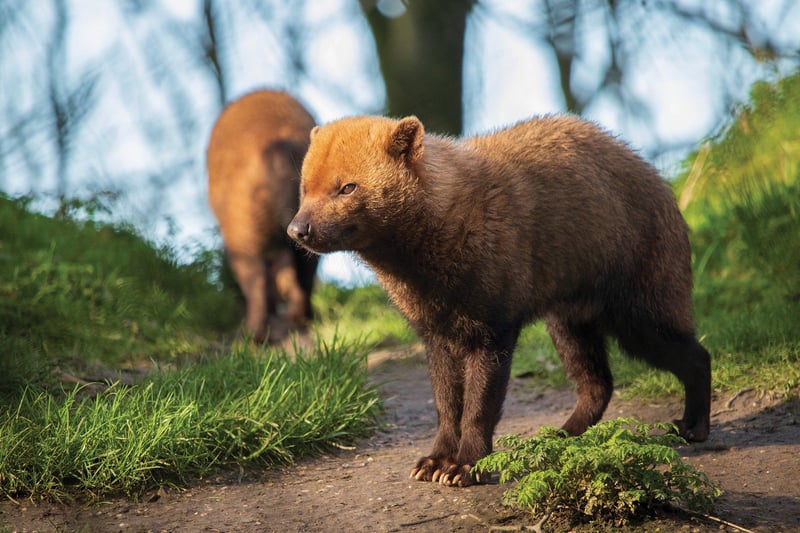 A family of sea lions and the bushdogs, pictured, are among the latest arrivals at Yorkshire Wildlife Park in Doncaster, which has been newly expanded. Find out more at https://www.yorkshirewildlifepark.com/plan-your-visit/
