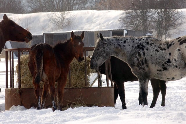 Snowbound horse tucked into their haylage as there was no grass to graze after the December 2010 snowfall