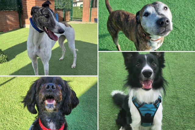 There are so many loving dogs at Thornberry Animal Sanctuary that are ready to share their contagious smiles with a new family.