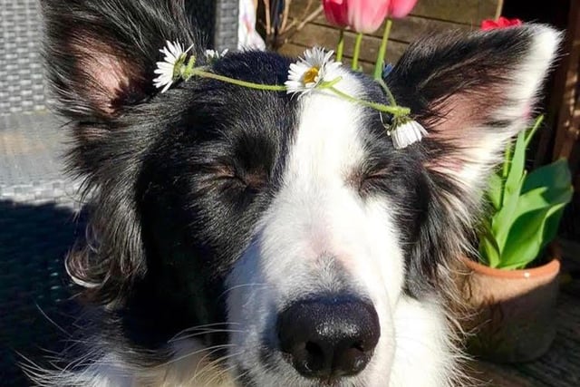 As his Instagram username would suggest, this two-year-old Border Collie is known as Link. The teenager inspired his owner to start their own range of dog training products, called Jinks. Link loves to play, whether that’s in a ball pit, in a swimming pool or with his favourite football – he’s an active boy.