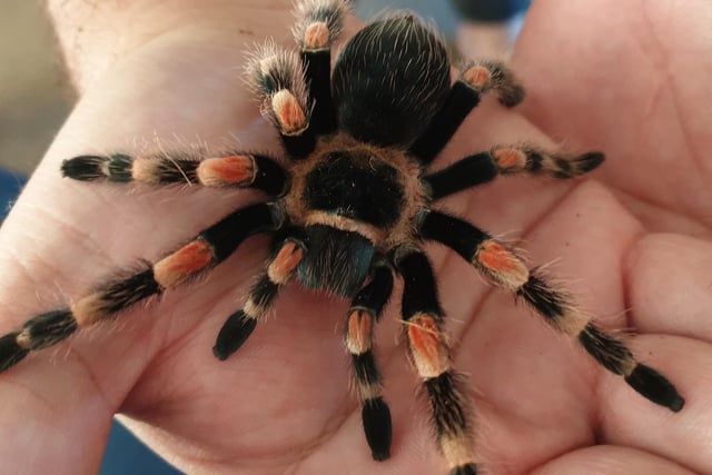 Sarah Hoppman says: "This is Rosie, one of our 16 tarantula."