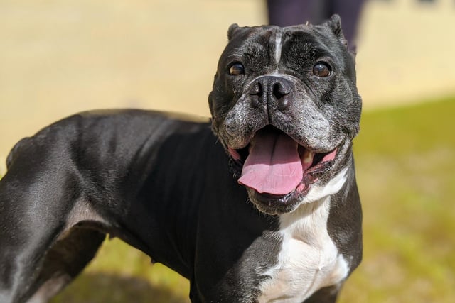 Tess is a 6-year-old female Aylestone Bull Dog. She needs an active owner and she is really affectionate, playful and loves life.