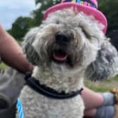 A dog's second birthday party held at Rivelin Valley Dog Park, Sheffield - owner Mick Hill says he's keen to have more for dogs and their friends