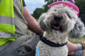 A dog's second birthday party held at Rivelin Valley Dog Park, Sheffield - owner Mick Hill says he's keen to have more for dogs and their friends