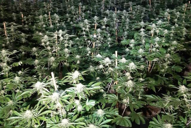 Officers from Rotherham Central NPT seized 1,200 plants from a Rotherham address.