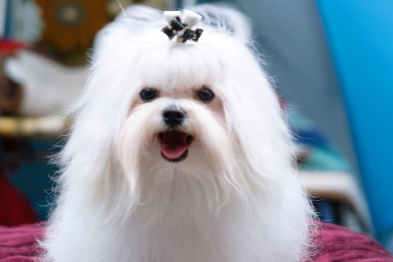 Intelligent, easy going and fearless, Maltese's are known for their silky white fur. Almost 900 were registered last year.