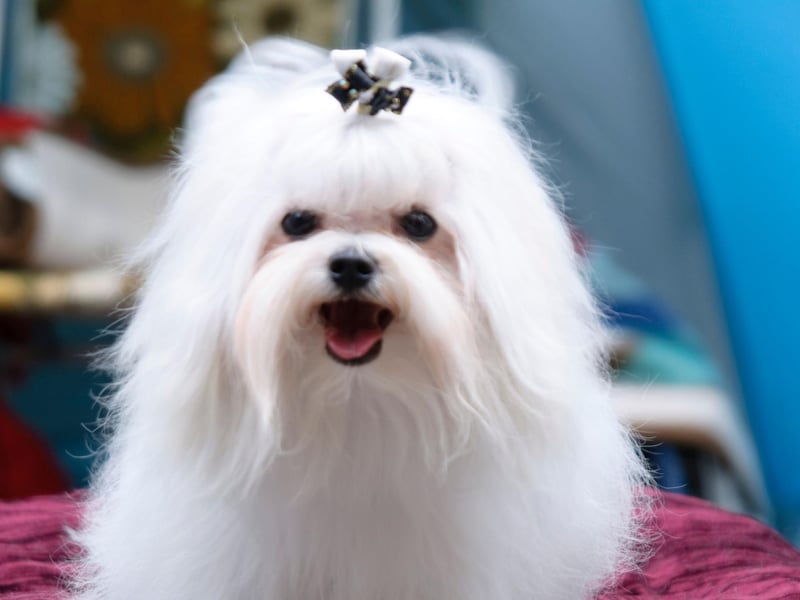 Intelligent, easy going and fearless, Maltese's are known for their silky white fur. Almost 900 were registered last year.
