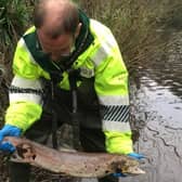 The Environment Agency discovered a salmon in the River Don in January of this year.