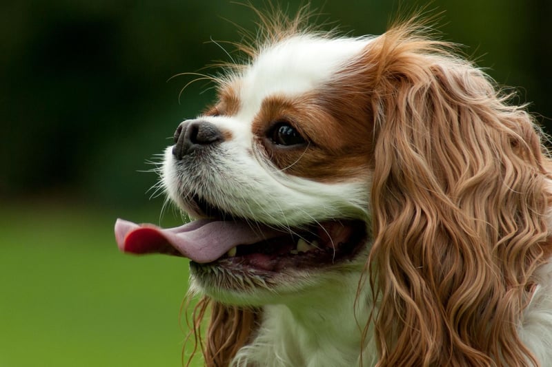 The Cavalier King Charles Spaniel is known as a top tier wager, and had almost 3,000 registrations in the UK last year.