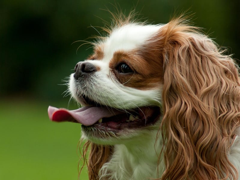 The Cavalier King Charles Spaniel is known as a top tier wager, and had almost 3,000 registrations in the UK last year.