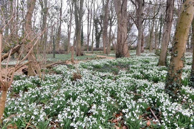Greatham in Bloom annual Snowdrop Afternoon