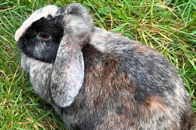 Louise Shaw said: "This is Smudge, she’s one of our 16 Lop eared bunnies."