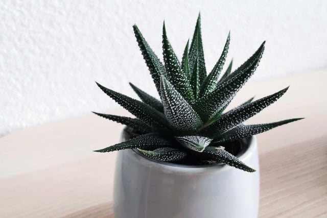 The gel from aloe vera can help to soothe acne, burns, and dry skin; helping you both physically and mentally. To allow your aloe vera plant to thrive, place it in bright but indirect sunlight, and let it dry in between watering.