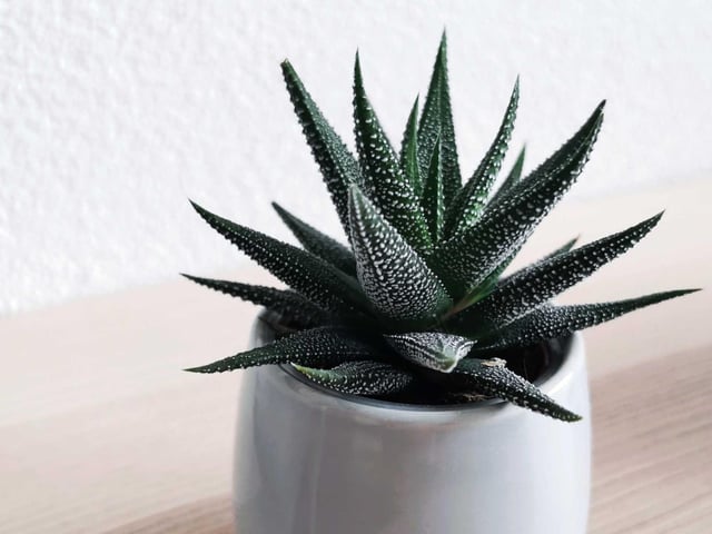 The gel from aloe vera can help to soothe acne, burns, and dry skin; helping you both physically and mentally. To allow your aloe vera plant to thrive, place it in bright but indirect sunlight, and let it dry in between watering.
