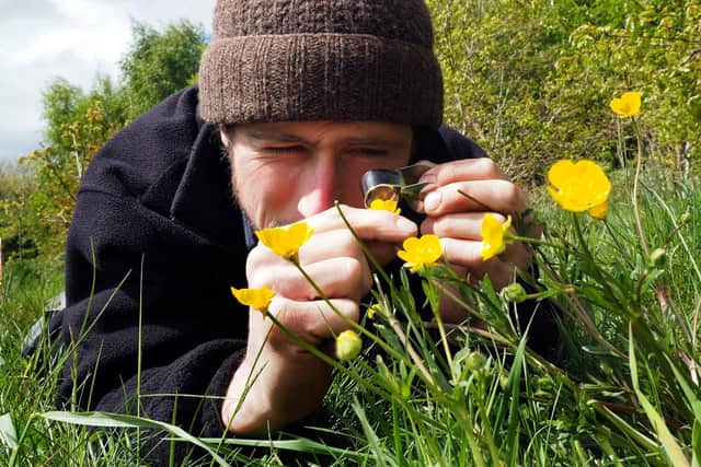 Danny Hodges of Sheffield and Rotherham Wildlife Trust looking at bulbous buttercups