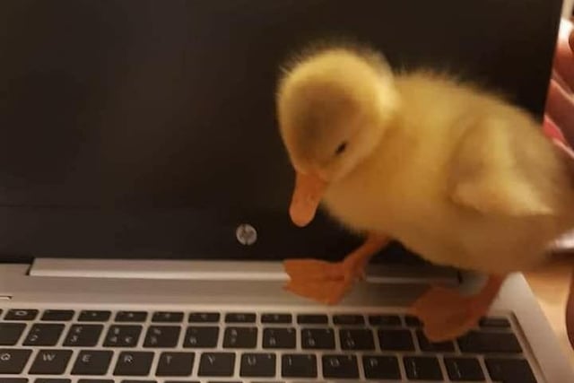 Stacie Louise shared this photo of her pet duckling.
