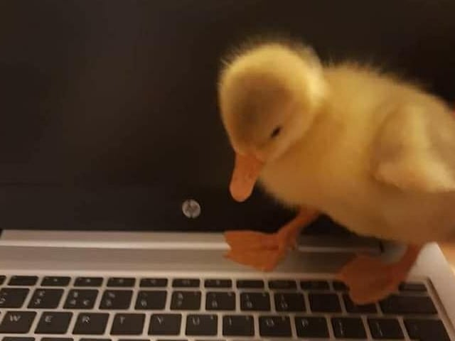 Stacie Louise shared this photo of her pet duckling.