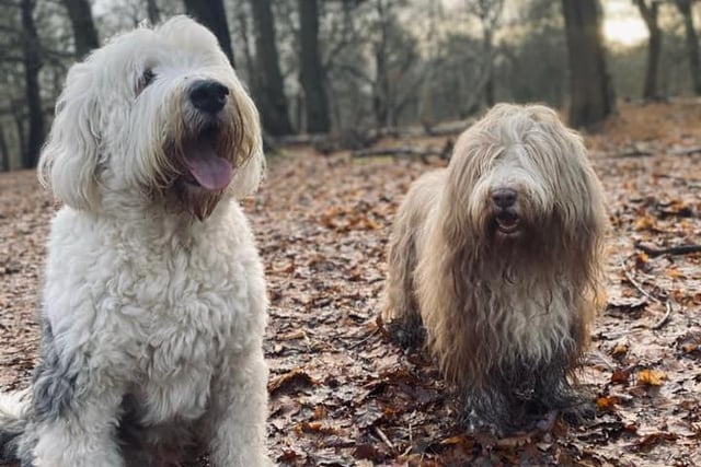 Linda Turner says that she has had numerous local walks with Eddie (seven years old, Old English Sheepdog) and Dougie (12 years young, Bearded Collie) during the pandemic. Here they are in Sherwood Forest.