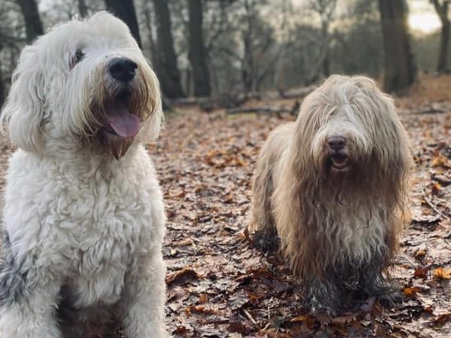 Linda Turner says that she has had numerous local walks with Eddie (seven years old, Old English Sheepdog) and Dougie (12 years young, Bearded Collie) during the pandemic. Here they are in Sherwood Forest.