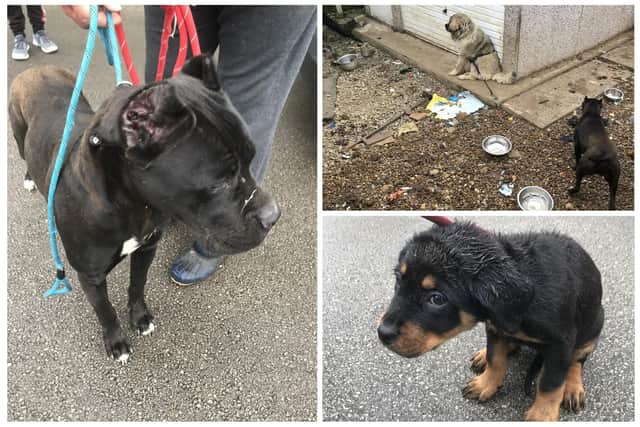 A Sheffield family was prosecuted for keeping their pets in horrendous conditions