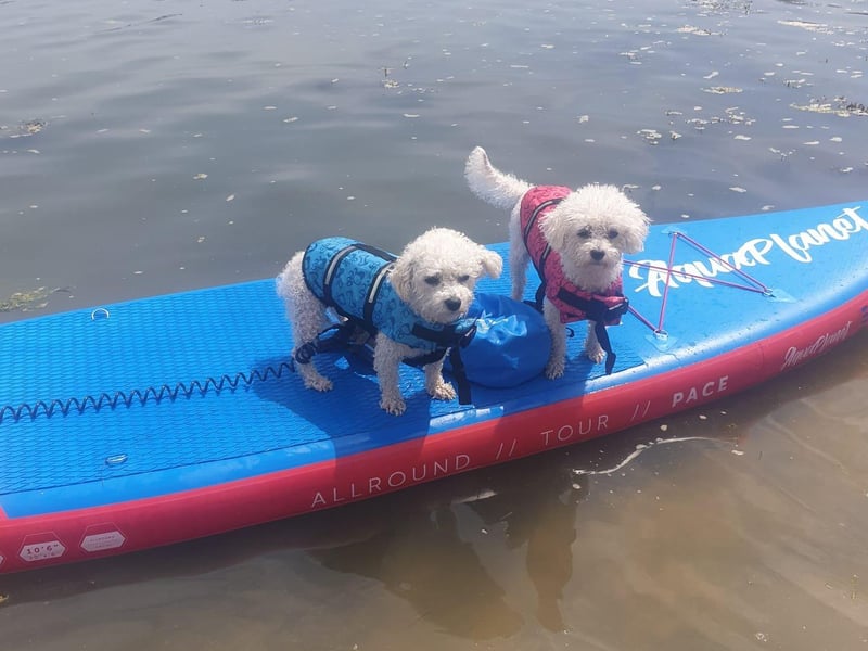 This is Roxy and Miley, owned by Jo Breton.