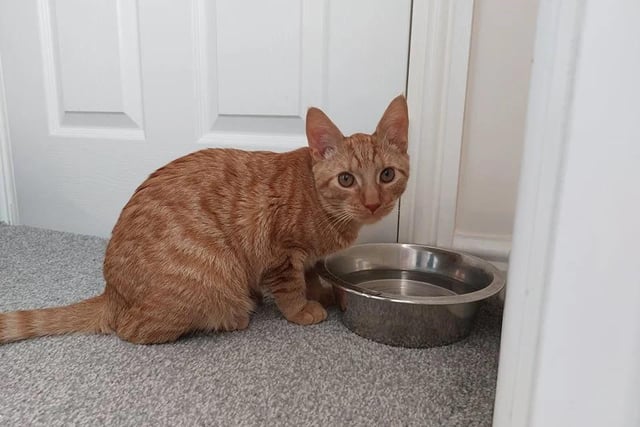 Roly was found by the RSPCA with an injured leg, but they've manage to nurse him back to health. He's a very cuddly cat and loves the company of humans - he'd also love to live with another playful cat like himself.