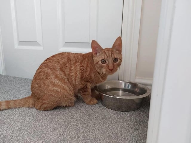 Roly was found by the RSPCA with an injured leg, but they've manage to nurse him back to health. He's a very cuddly cat and loves the company of humans - he'd also love to live with another playful cat like himself.