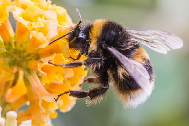 It's well known that bumblebees are in serious decline throughout Scotland, the UK and world. This is due to rising temperatures the pollinators cannot survive in, the destruction of habitats, and use of harmful pesticides. Great yellow bumblebees, once found throughout the UK, are now restricted to the Scottish Highlands and islands.
