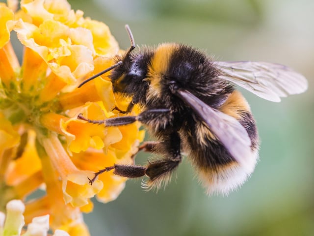 It's well known that bumblebees are in serious decline throughout Scotland, the UK and world. This is due to rising temperatures the pollinators cannot survive in, the destruction of habitats, and use of harmful pesticides. Great yellow bumblebees, once found throughout the UK, are now restricted to the Scottish Highlands and islands.