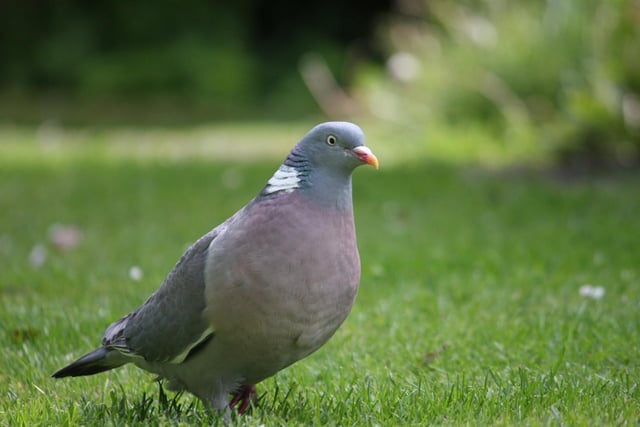 Woodpigeons were seen in 77.8% of South Yorkshire's gardens in 2020.