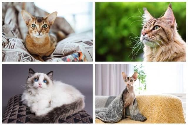 Cats