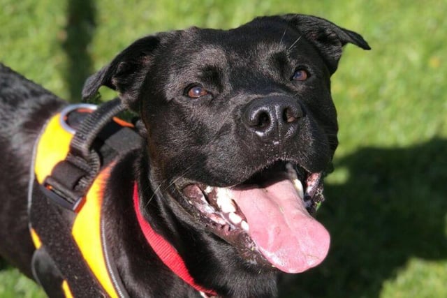 Hugo is a 1 year old male Labrador/Staffie mix. He is a huge tennis ball fan and will happily chase one for as long as you can throw it. He’s looking for an adult only home, and would prefer to be the only pet in the house as well