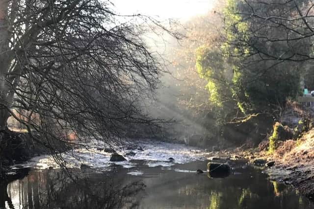 Nature Recovery Sheffield wants to declare a nature emergency in May.