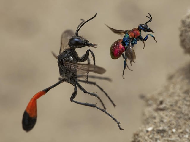 A photo by Frank Deschandol, which is a 2020 category prize winner at the Wildlife Photographer of the Year competition.