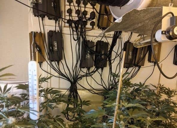 Large cannabis operations were found in two houses.