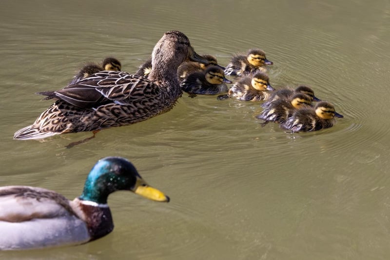 Ducklings taken by Peter Bull