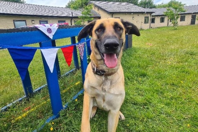 A 3-year-old fawn and black Anatolian Shepherd, the 'extremely intelligent and loving' Narla is looking for a new home. She loves to say hello to every dog she sees on her walks, but is working on her manners. The RSPCA are 'looking for a family who have experience with large Anatolian shepherd breeds and have the ability to offer Narla the time and exercise she needs to keep her happy'.