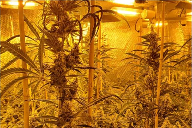 A cannabis grow was found in Darnall, Sheffield, this morning.