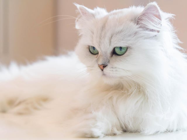 Persian cats love to sit on your lap and have a cuddle, and are a very relaxed and friendly cat breed (Photo: Shutterstock)
