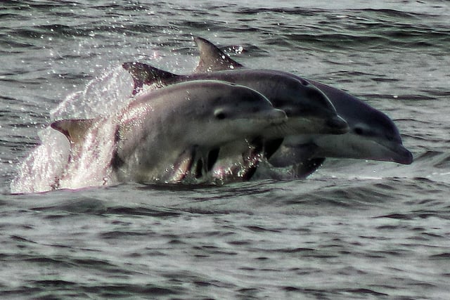 A pod of dolphins pops up to say hello at Roker.