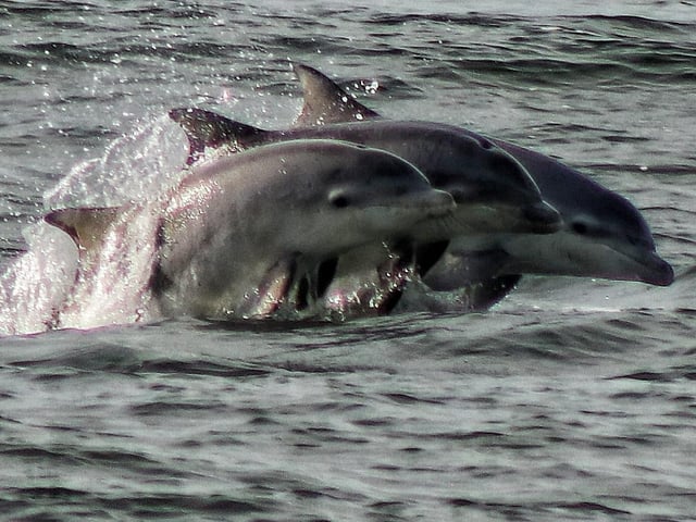 A pod of dolphins pops up to say hello at Roker.