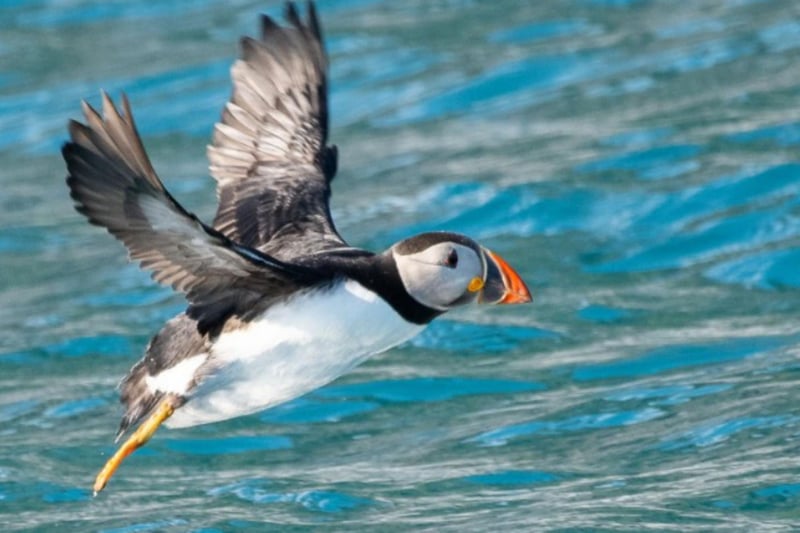 Take a trip to the nearby islands to see plenty of Scottish wildlife, including charismatic puffins.