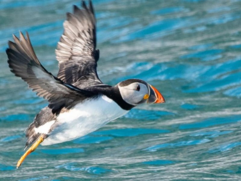 Take a trip to the nearby islands to see plenty of Scottish wildlife, including charismatic puffins.