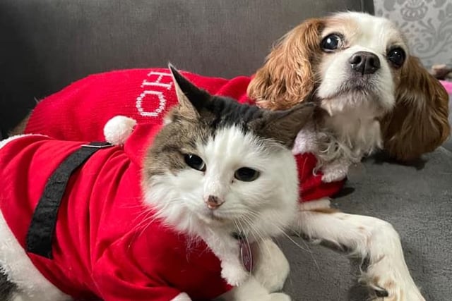 Twinning is winning for Chester and Bella in their red Christmas outfits.