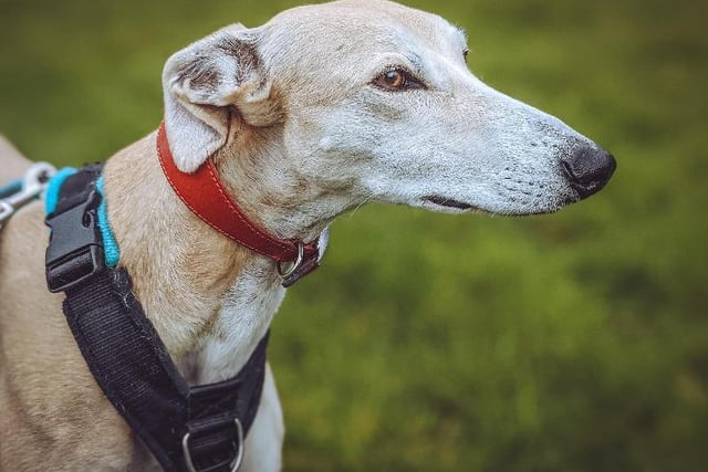 Meet Scooby, a fawn greyhound, aged about three. He is a sweet and sensitive soul who loves his home comforts - his favourite, giant, soft bed, for one - and people. He adores being fussed and cuddled. He is a boy for warmth not cold, soft not rough, quiet not noisy. He would best suit an adult only home, without other dogs or cats. He walks nicely on the lead. He has a special diet which would need to be managed. He is reserved - but to see if he is still available and find out more See: https://chesterfield-rspca.org.uk/scooby-d2021026/