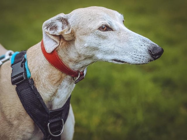 Meet Scooby, a fawn greyhound, aged about three. He is a sweet and sensitive soul who loves his home comforts - his favourite, giant, soft bed, for one - and people. He adores being fussed and cuddled. He is a boy for warmth not cold, soft not rough, quiet not noisy. He would best suit an adult only home, without other dogs or cats. He walks nicely on the lead. He has a special diet which would need to be managed. He is reserved - but to see if he is still available and find out more See: https://chesterfield-rspca.org.uk/scooby-d2021026/