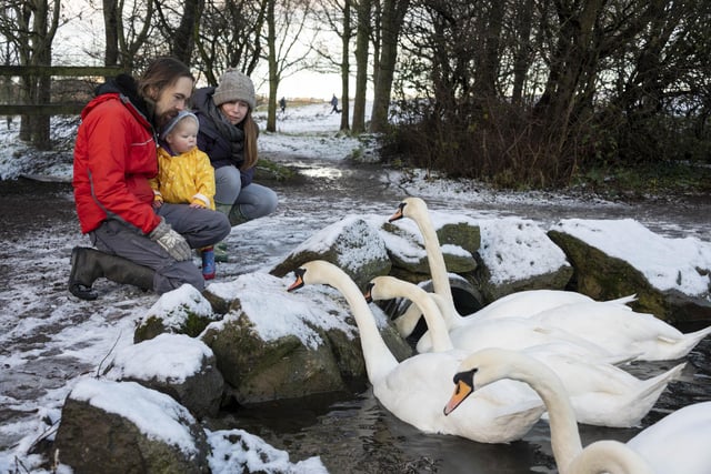 Jeff and Hannah Boddy and their 20 month old daughter Ingrid feed the swans in Holyrood Park
.