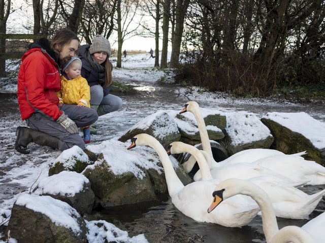 Jeff and Hannah Boddy and their 20 month old daughter Ingrid feed the swans in Holyrood Park
.
