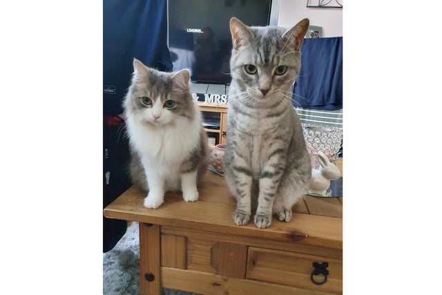 Zampa and Sapphire just about to be up to no good. From Lorna Tume, Bridgemary, Gosport
